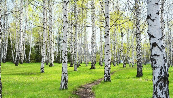 Берёзовая роща Курск