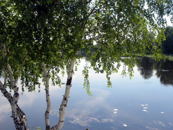 Красивые березы летом