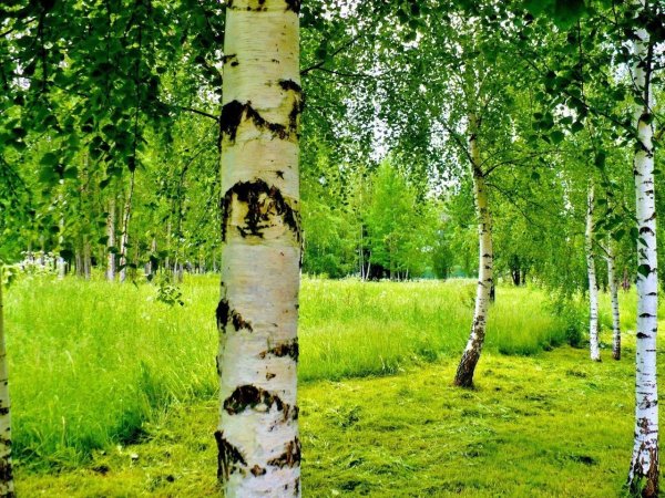 Белая береза