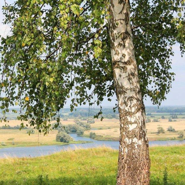 Береза село Константиново