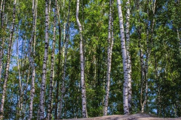 Береза повислая роща