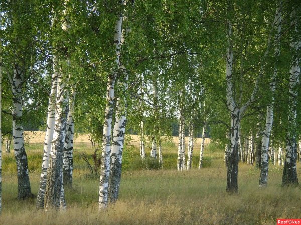 Березовая роща Якутия