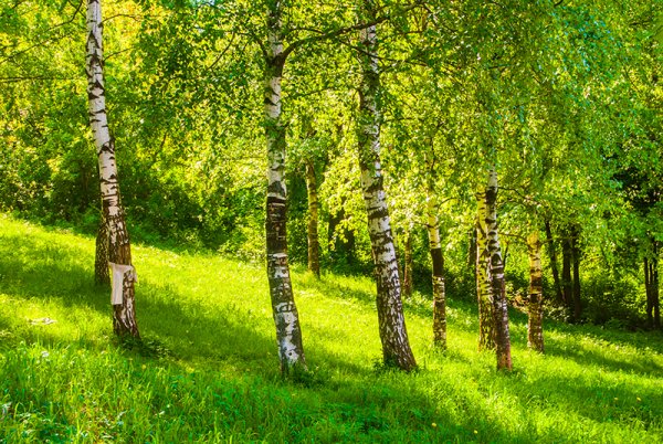 Фотообои Березки