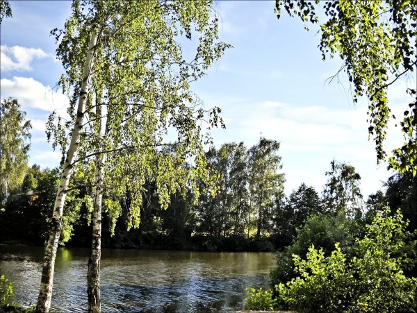 Березовая роща Пермь