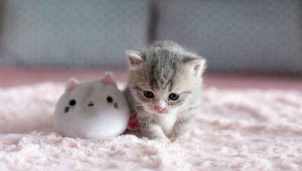 Рихард Донскис художник