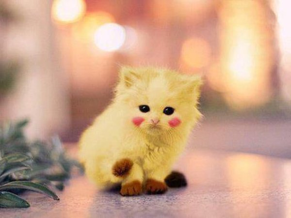 Няшные котики трехцветный