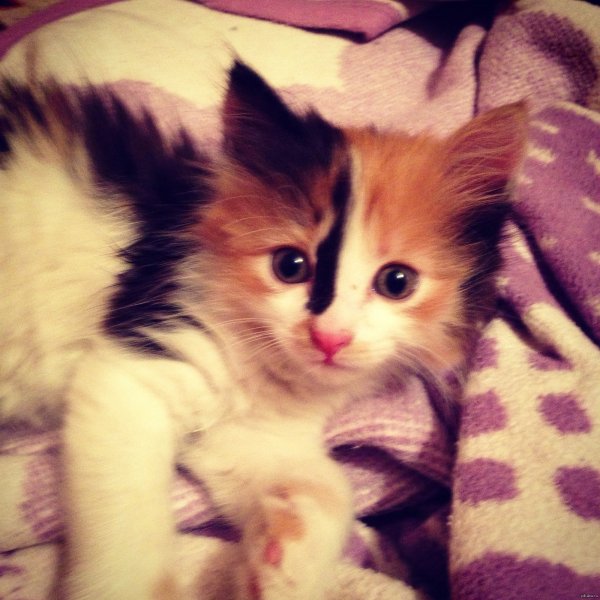 Милые вкусняшки