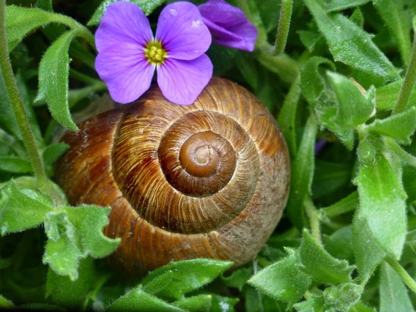 Садовая, улитка (Helix pomatia).
