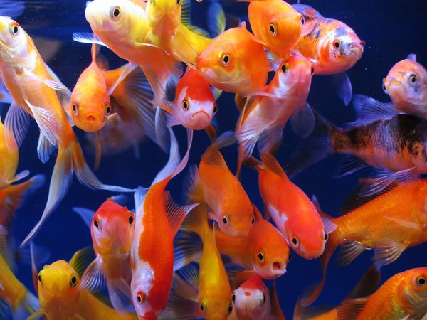 Synchiropus splendidus