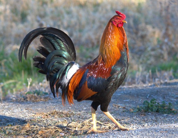 Петушки петуханчики