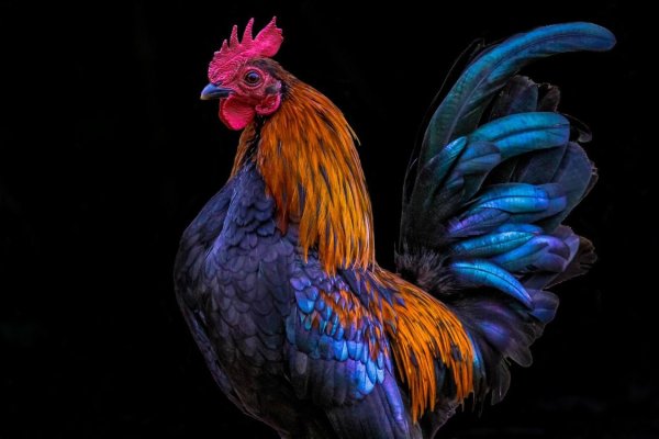 Очень красивый петух