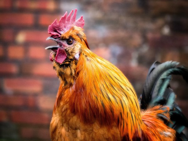 Петух кричащий