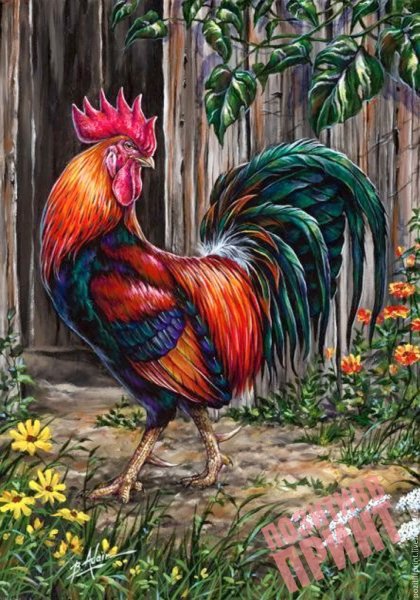 Красивый петух