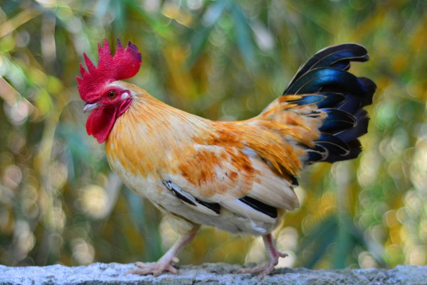 Красивый петушок