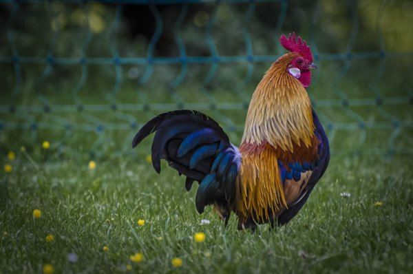 Домашние животные петух