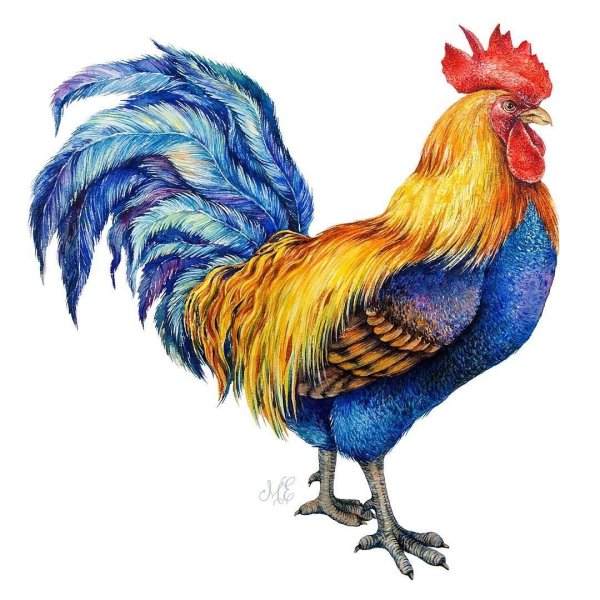 Петух на белом фоне картинки
