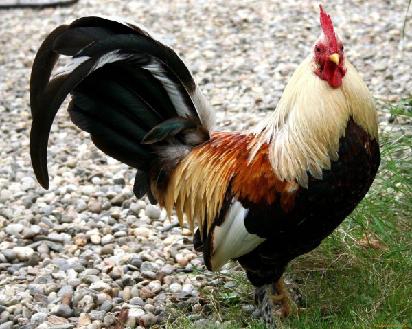 Огненный петух рисунок