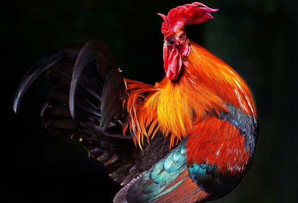 Хвост петуха