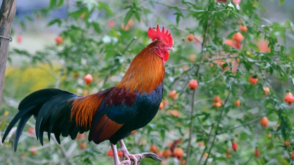 Петух на рассвете