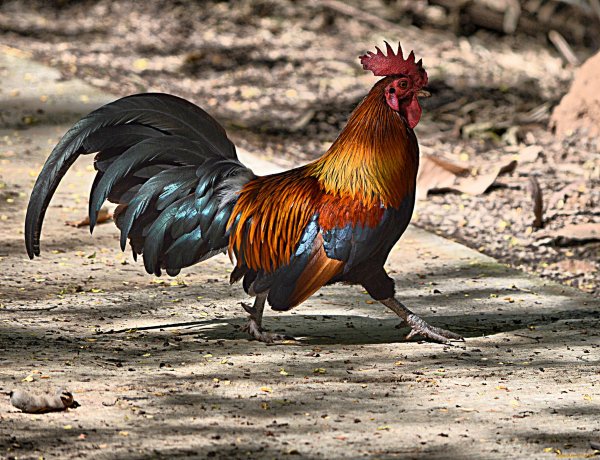 Петух фото