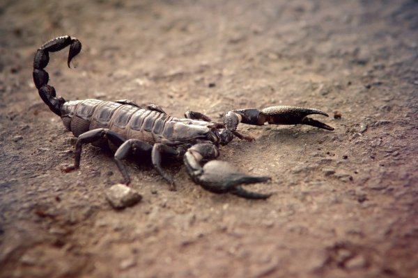 Heterometrus cyaneus