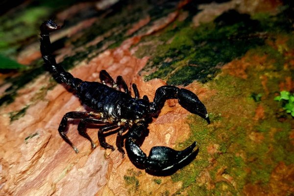 Голубой Императорский Скорпион