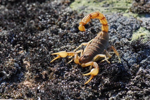 Euscorpius flavicaudis
