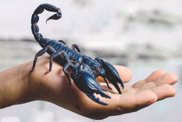 Scorpion 3d model