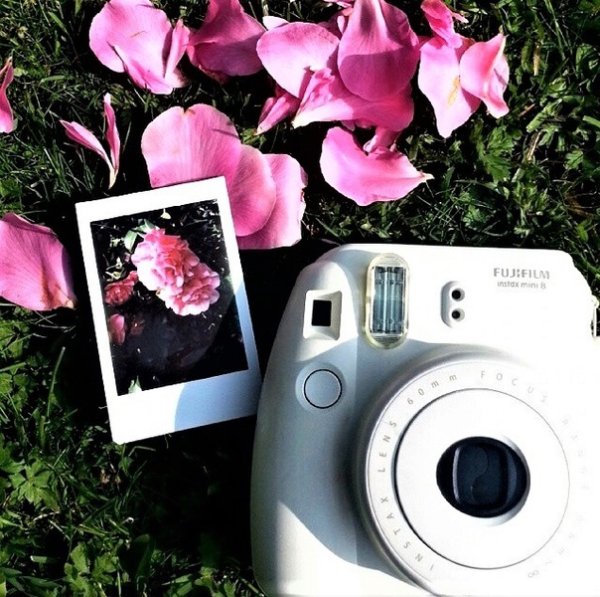 Полароидные снимки цветов