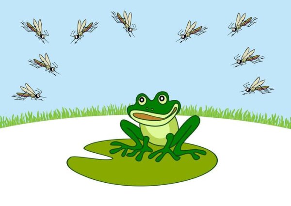 Рисунок лягушка путешественница 3 класс карандашом