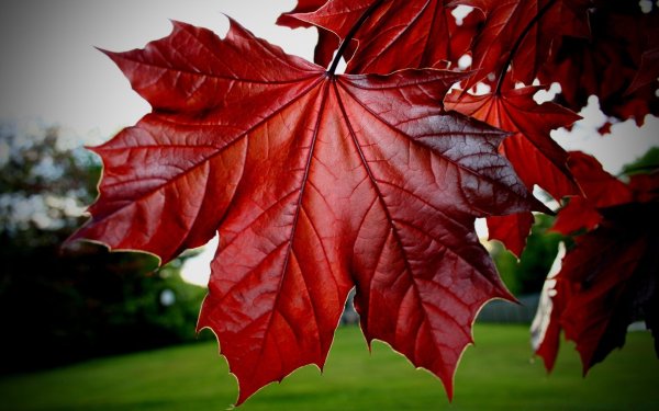 Листья клен Acer rubrum