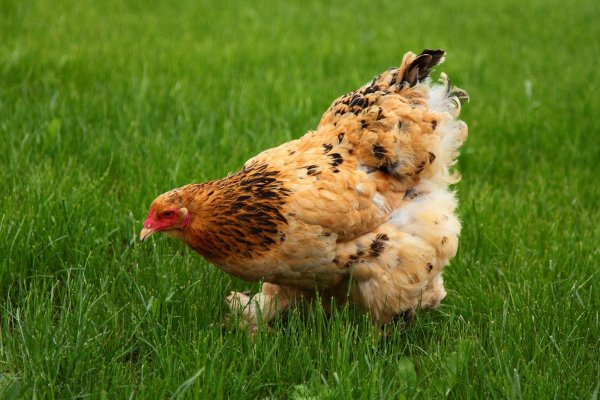 Курица Живая