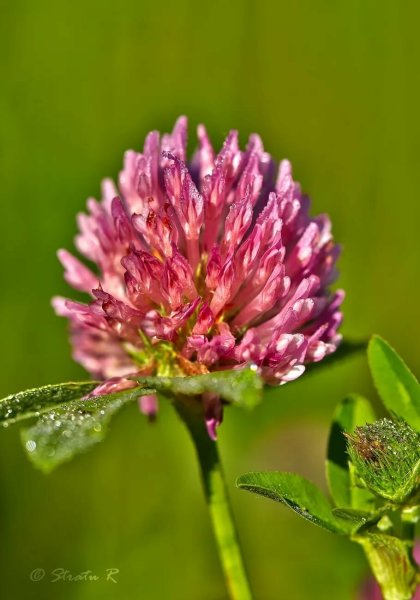 9. Клевер Луговой (Trifolium pratense)