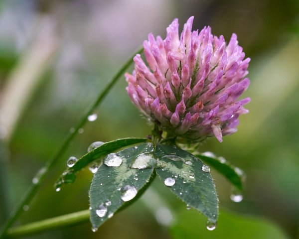 Клевер ВСПУХЛЫЙ