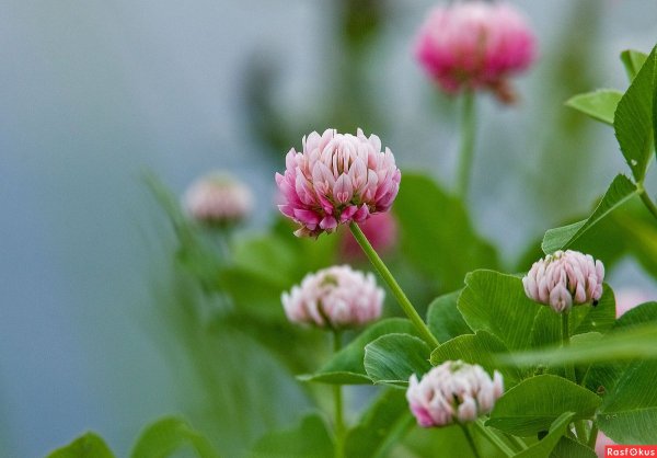 Клевер гибридный шведский