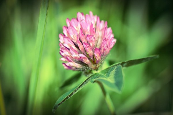 1. Клевер Луговой (Trifolium pratense l.