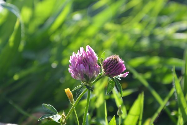 Клевер Луговой