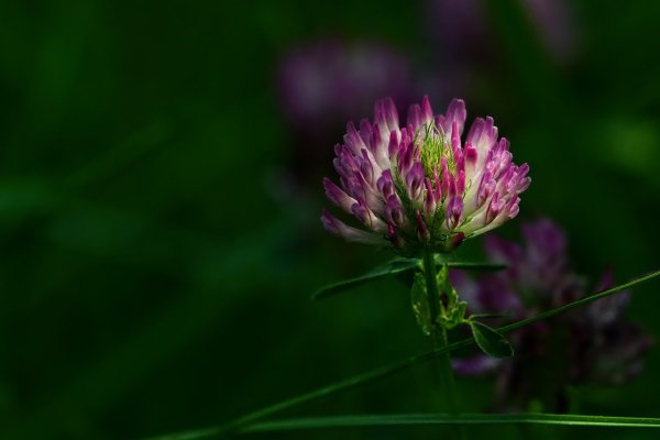 Клевер Луговой Метеор