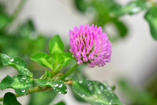 Клевер Луговой Метеор