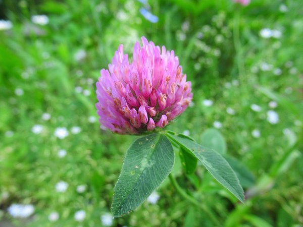 Клевер обыкновенный