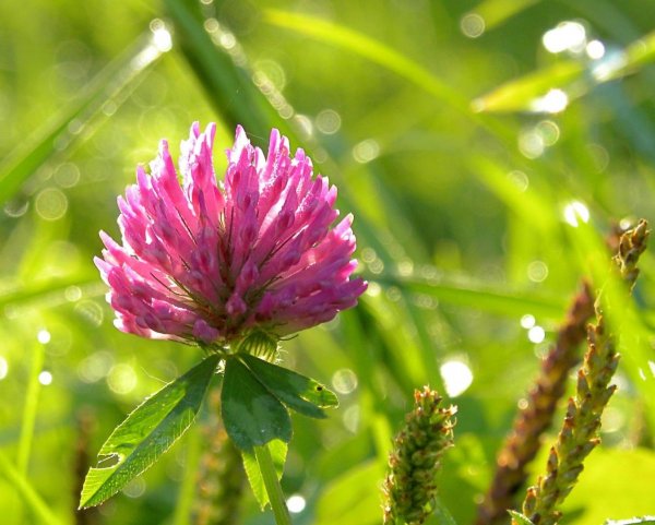 Клевер мелкоцветковый