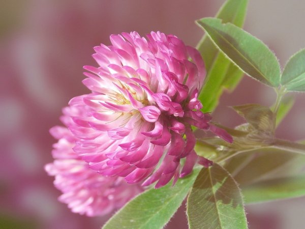 Клевер розоцветный