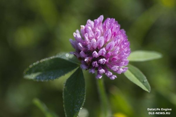 Красный Клевер Trifolium pratense