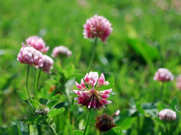 Клевер гибридный