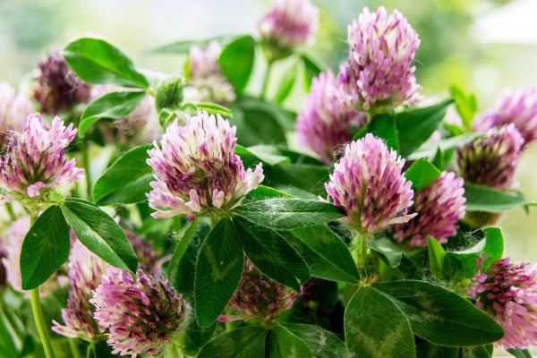 Клевер карр