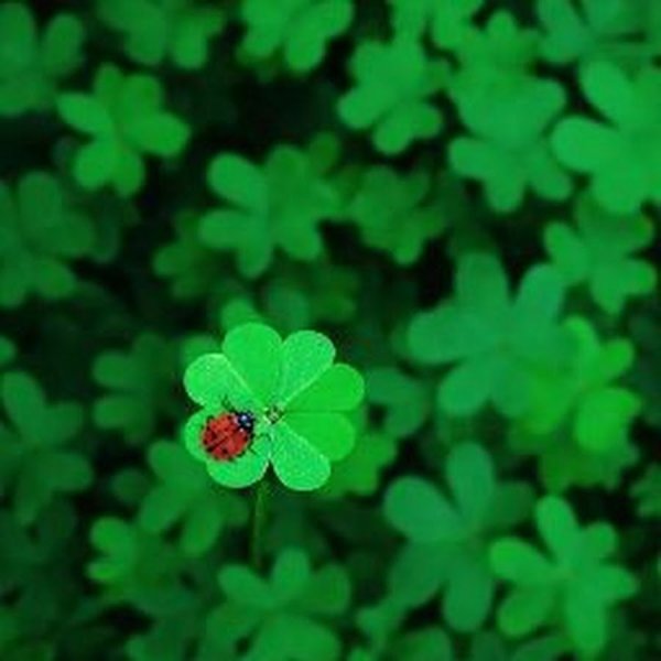 Красный четырехлистный Клевер