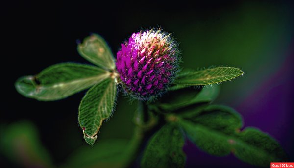 Клевер иглистый