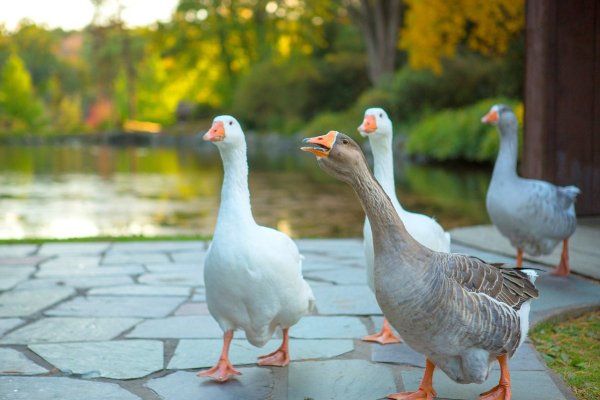 Гусь и гусыня