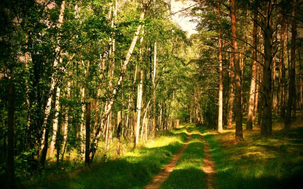 Виченца природа лес
