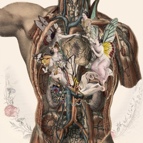 Анатомия человека Эстетика